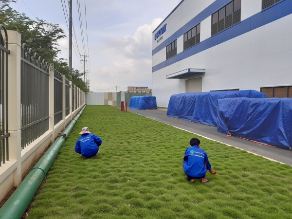 Dịch vụ trồng và chăm sóc thảm cỏ - Cây Xanh An Khang - Công Ty TNHH Dịch Vụ Và Kỹ Thuật An Khang